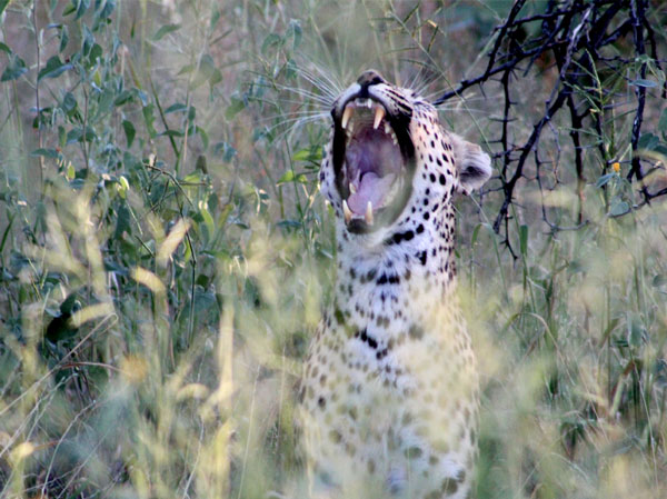 Namibian wildlife