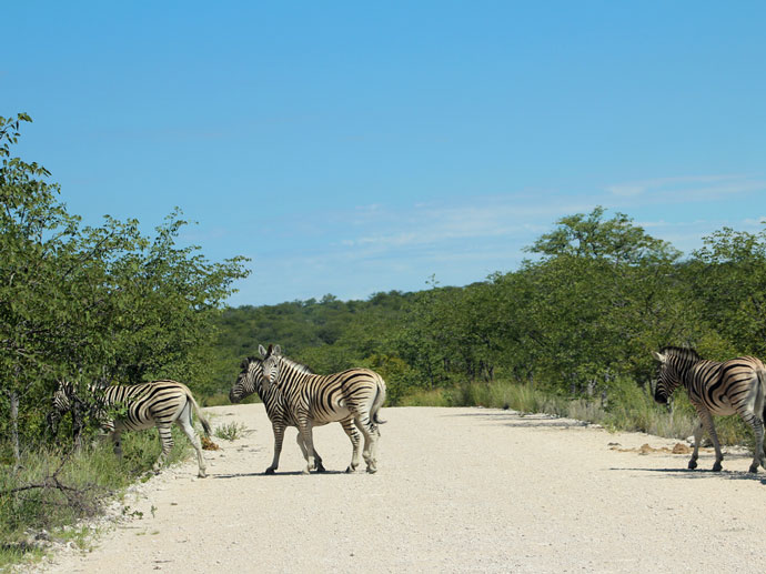 Zebra Crossing